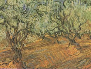 Olive Grove with Blue Sky